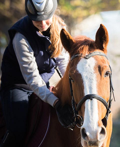 cheval-alezan-tete-cavaliere