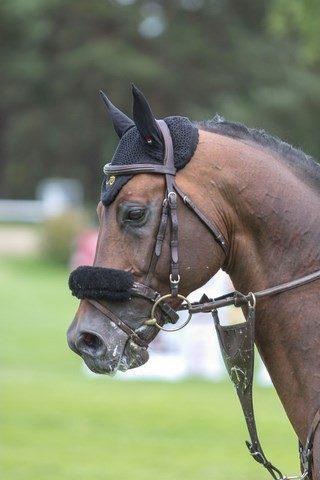 cheval-bai-monte