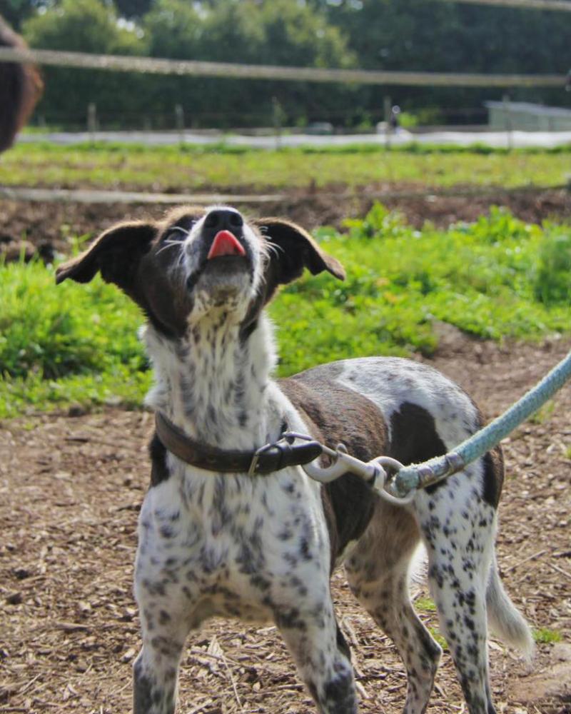 chien